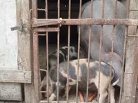 公猪, Pigs — 照片 4