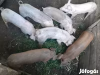 母猪, Пьетрен — 照片 2