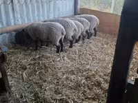Oveja, White Suffolk sheep — foto 2