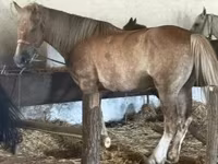 Caballo, Caballos — foto 3