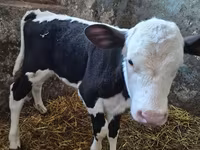 Vaca, Russian Black pied cattle — foto 2