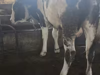 सांड, Simmental cattle — फ़ोटो 2