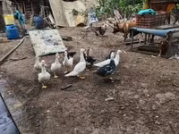 डोमेस्टिक मस्कोवी — फ़ोटो 6