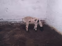 Ovan, Suffolk sheep — fotografija 2