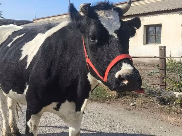 İnək, Russian Black pied cattle