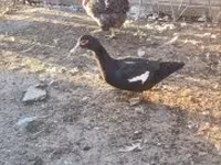 Ducks — Foto 6