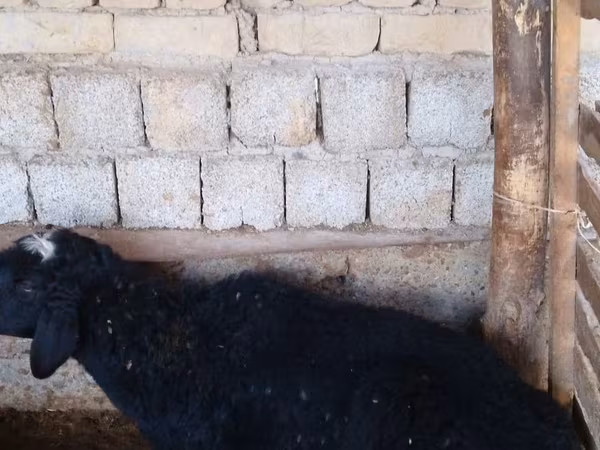 Қойлар (топ, жынысы көрсетілмеген), Қойлар