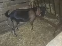Cabro, Cabras — foto 2