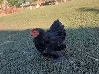 Chickens — foto 1