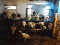 Turkeys — zdjęcie 2