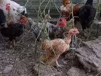 Chickens — 2-rasm