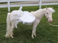 Kobila, Miniature horse — fotografija 1