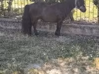 雄馬, Australian Pony — 写真 3
