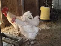 Chickens — fotografija 6
