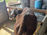 Сиыр, Latvian Blue cattle — 3-сурет