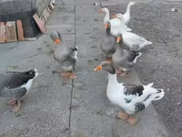 Geese — 写真 7