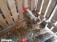 Chickens — Foto 3