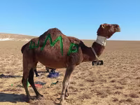 Deva, Arvana camel — fotografija 2