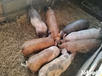 Boar, Дюрок — photo 2