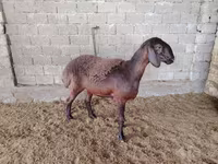Schafe (Partie, Geschlecht nicht angegeben), Blackheaded Persian sheep — Foto 1