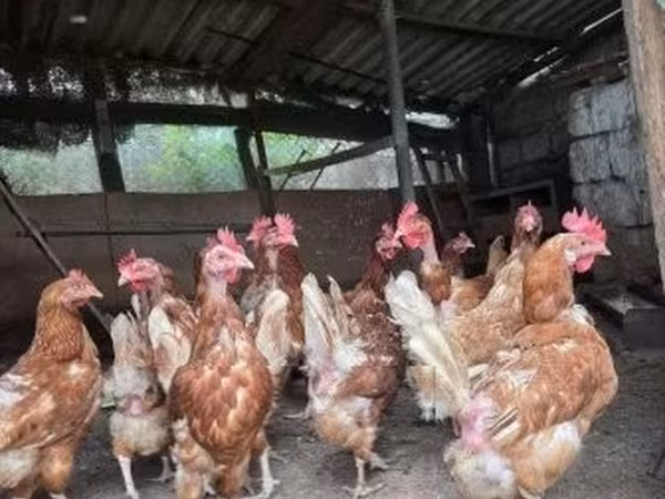 Chickens — Hungria