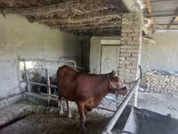 Bik, Red Estonian cattle — fotografija 2