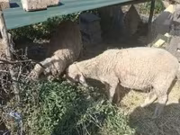 Ram, Merino sheep — photo 3