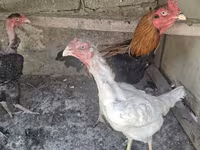 Chickens — fotografija 7
