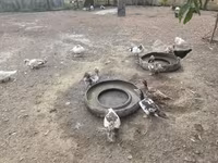 Ducks — फ़ोटो 1
