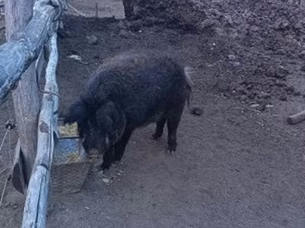 Verro, Мангалица