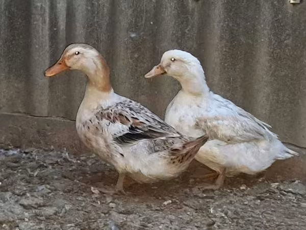 Ducks — Vengriya