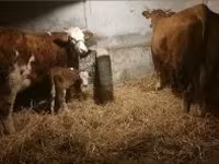 Cow, Simmental cattle — photo 1