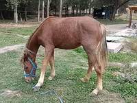 Kobila, French Trotter — fotografija 1