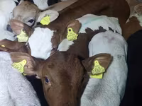 Buğa, Simmental cattle — foto 2