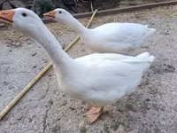 Geese — photo 3
