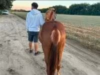 Horse (M), Horses — photo 1