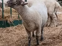 雄羊, White Suffolk sheep — 写真 2