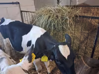 Krowa, Russian Black pied cattle — zdjęcie 2