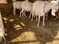 母山羊, Goats — 照片 1