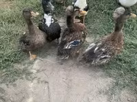Ducks — zdjęcie 2