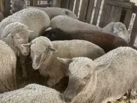 भेड़, Blackheaded Persian sheep — फ़ोटो 7