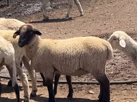 Ovan, Hampshire sheep — fotografija 1