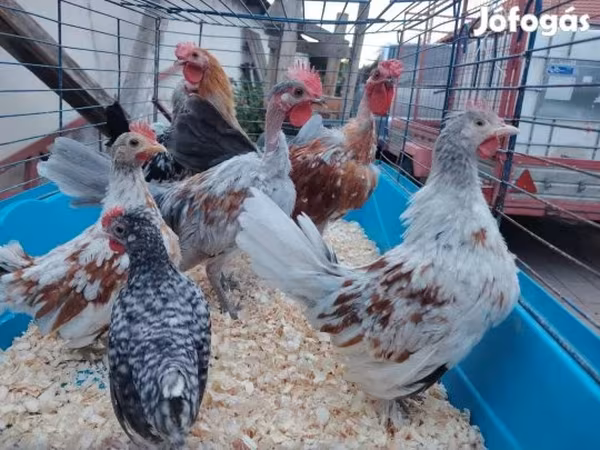 Chickens