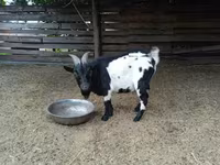 雄ヤギ, Nigerian dwarf goats — 写真 3