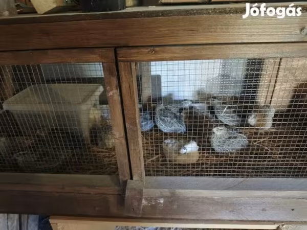 Quails