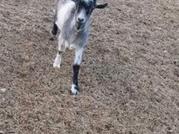 تيس, Saanen goat