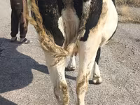 Сиыр, Russian Black pied cattle — 8-сурет
