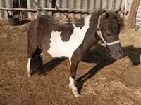 雄馬, Falabella — 写真 1