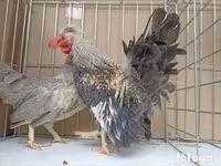 Chickens — fotografija 4