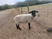 Қой, White Suffolk sheep — 3-сурет